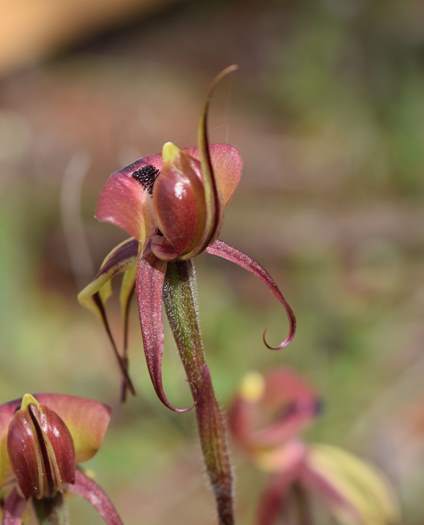 Caladenia roei - Orchid-ant-Sep-2018p0008.JPG